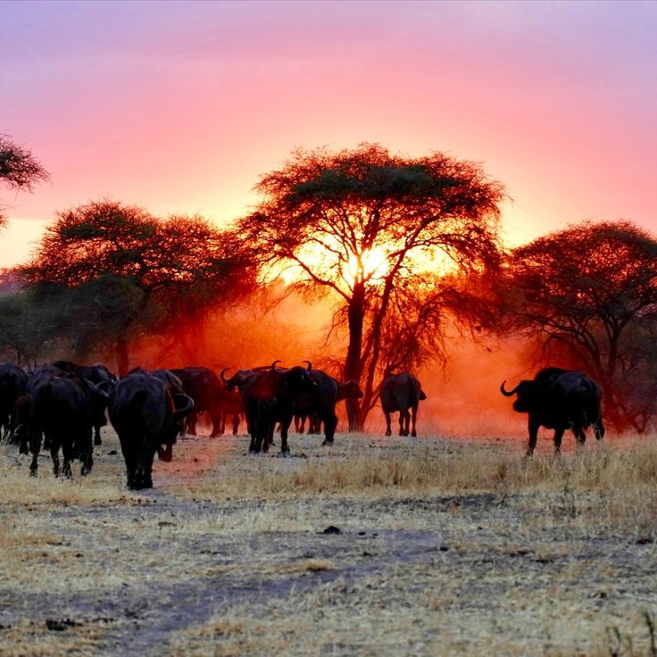 Mount Meru Wildlife Safari - 4 Days